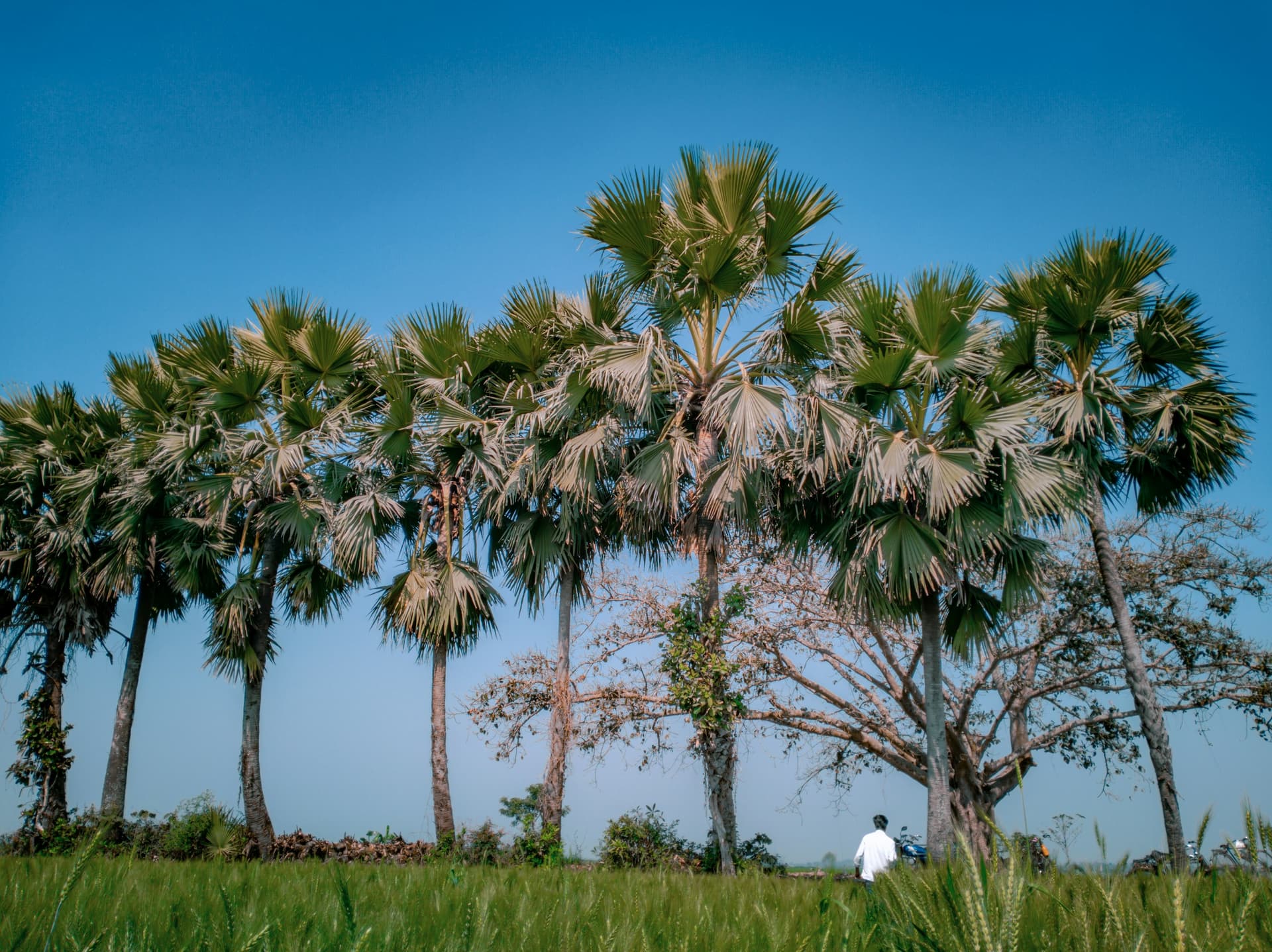 Tall palm trees standing above a green field under a blue sky