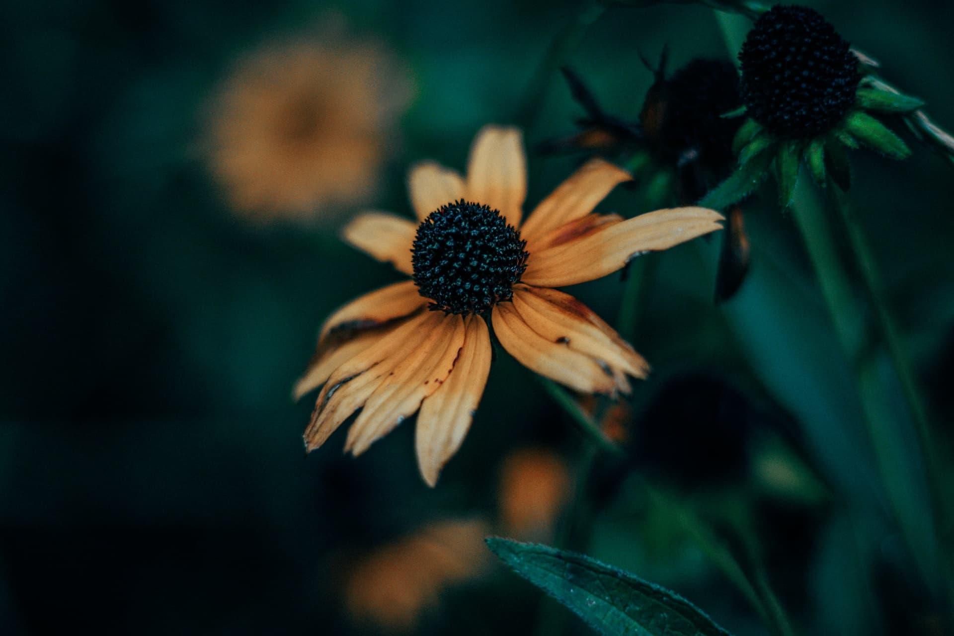 Close macro view of the textured centre and petals of a coneflower