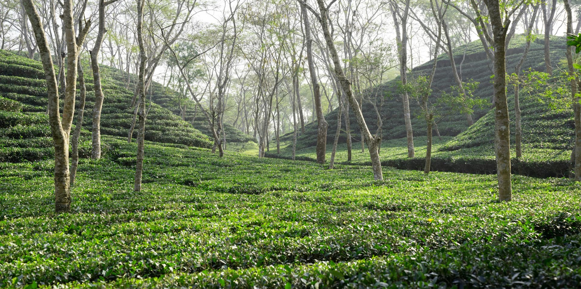 A lush green tea garden valley surrounded by trees in Sylhet