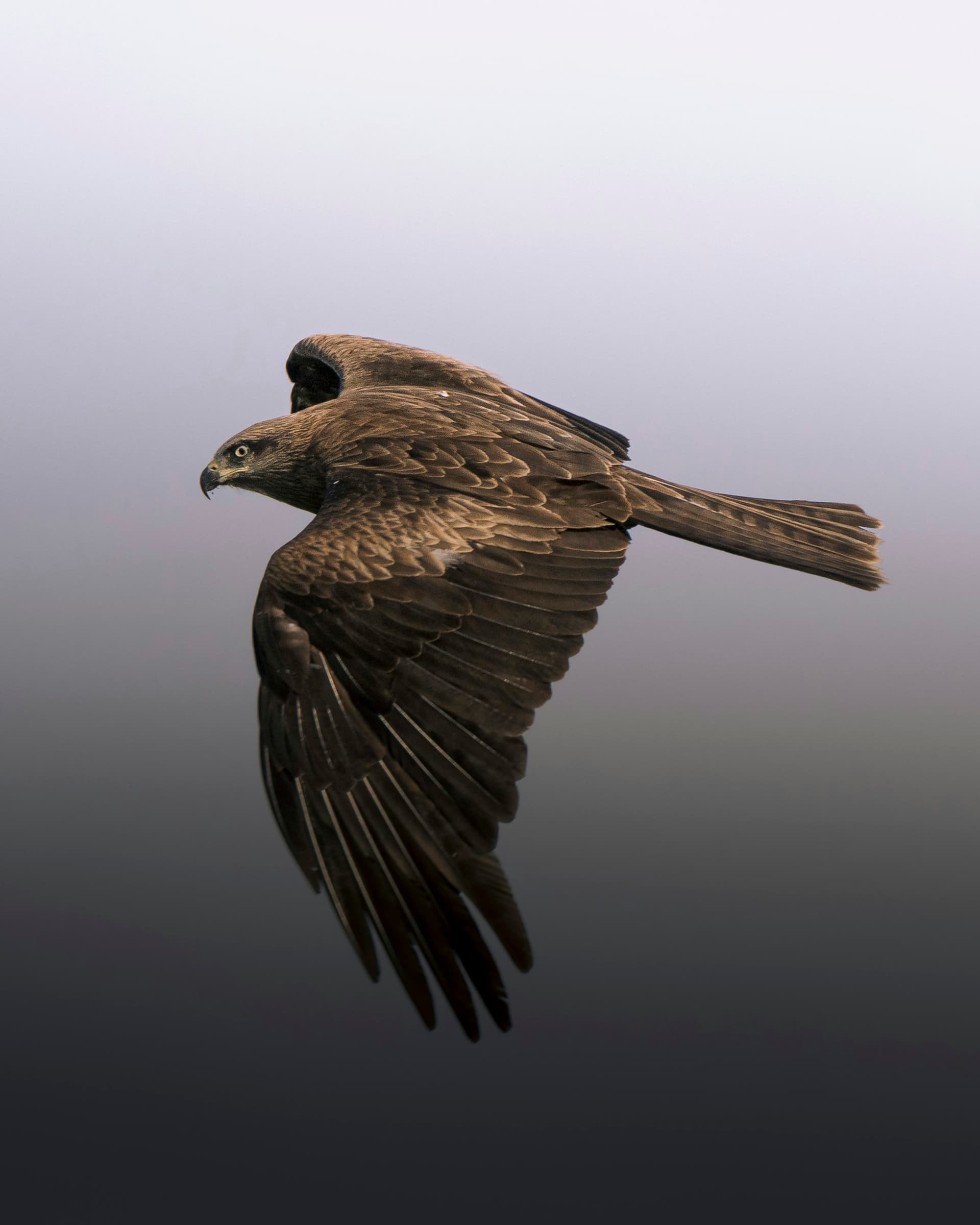 A black kite flying against a softly blurred natural background