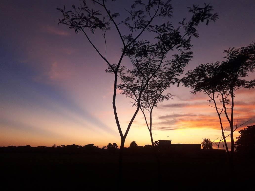 A lone tree silhouetted against a sunset